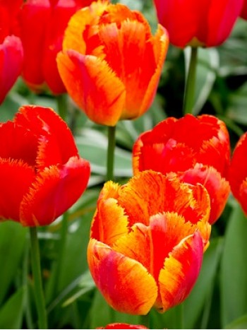  Лале (Tulipa 'Fringed Solstice') T51